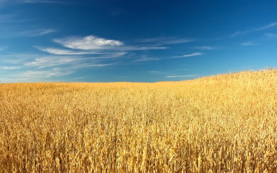 Acquista terreni agricoli, grazie alle agevolazioni di Generazione Terra entro il 29 novembre